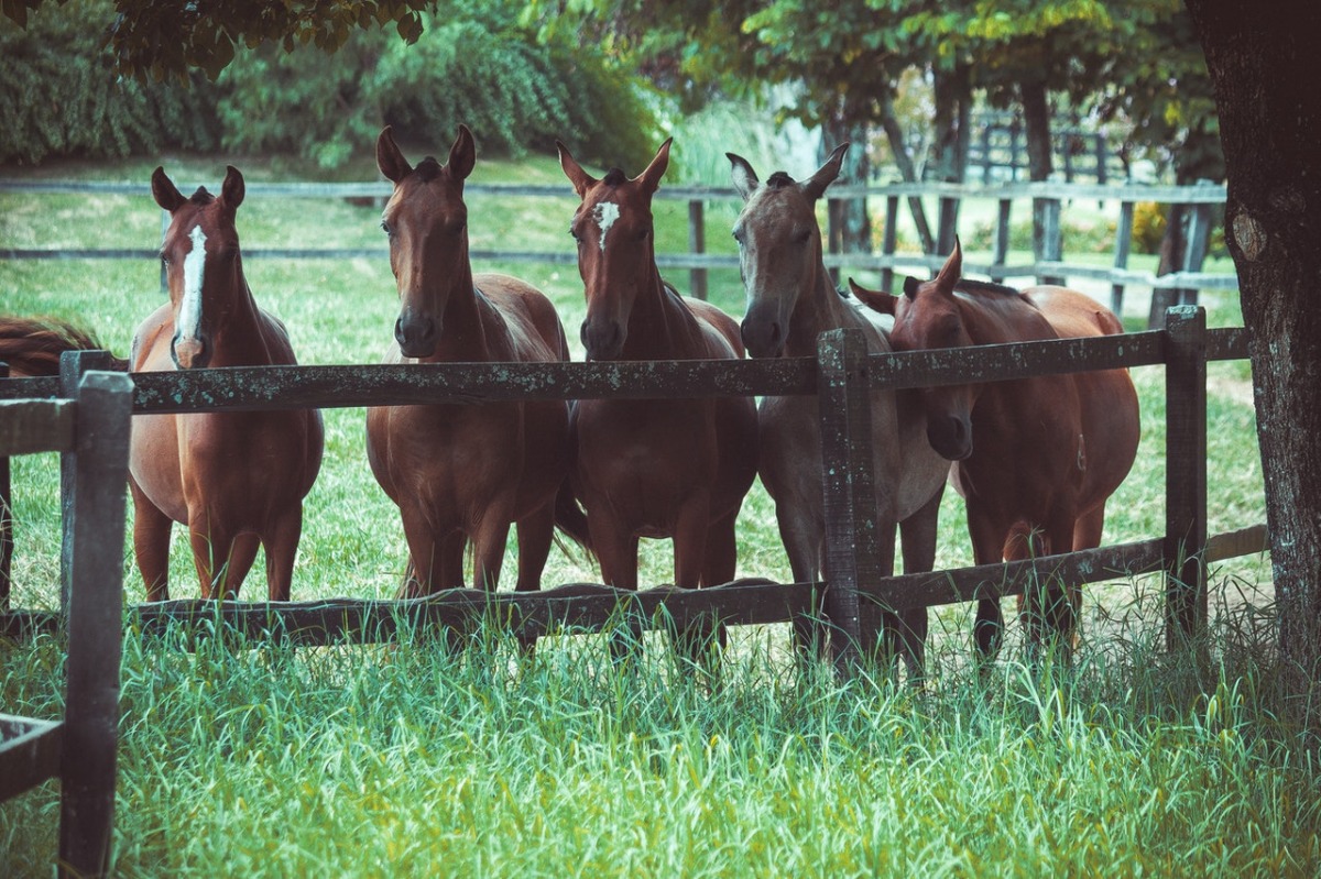 brown horses